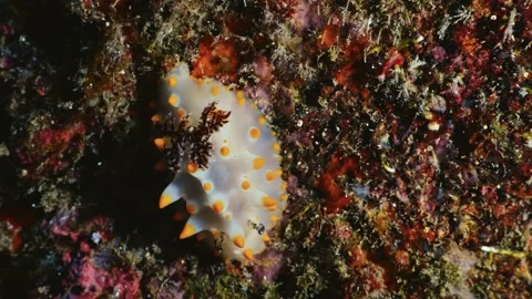 Close-up of a white and orange nudibranch crawling on the reef in Hachijojima Stock Footage 342740639