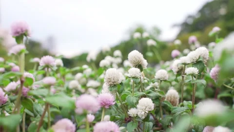 Close Up White and Pink Globe Amaranth or Flower in the Garden Video stock 153519942