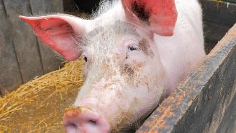 Close-up of white and pink pig's head with large ears in its cochiquera Stock Footage 124473162
