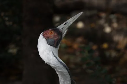 Close up of white and red bird Stock Photos