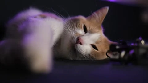 Close-up. A white and red cat sleeps on the sofa near the recording device... Stock Footage 255820683
