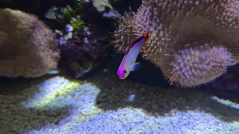 Close up of a white and red goby floating  Stock Footage 295213900