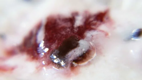 Close up of white and red ice cream, ice cream with strawberries jam and choc Video stock 154627658