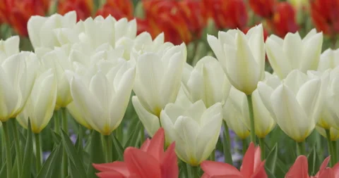 Close-up of white and red tulips slowly swaying in the wind Stock Footage 145149271