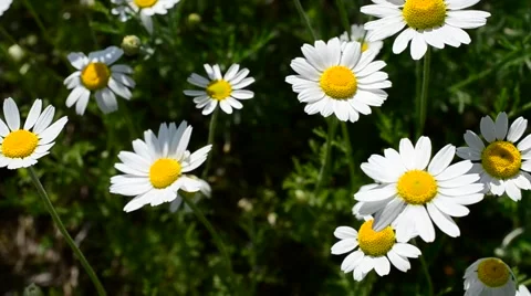 Close-up of white and yellow daisy flowers in meadow Stock Footage 50570256