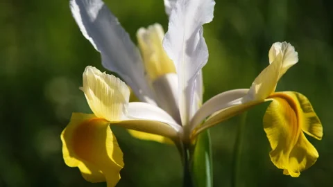 Close-up of a white and yellow iris flower gently swaying in the wind Stock-Footage 332728714