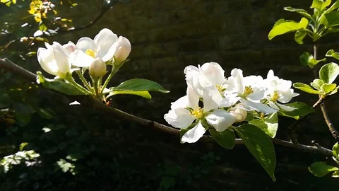 Close-up of white apple blossom Stock Footage 88799892