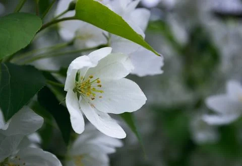 Close-up of white apple blossoms in spring Stock Photos