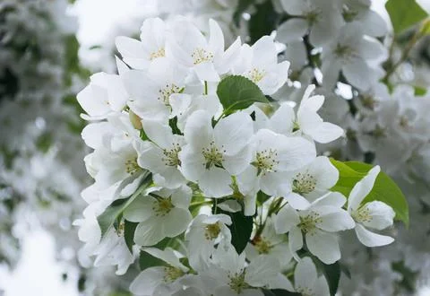 Close-up of white apple blossoms in spring Foto stock
