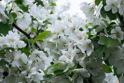 Close-up of white apple blossoms in spring Foto stock