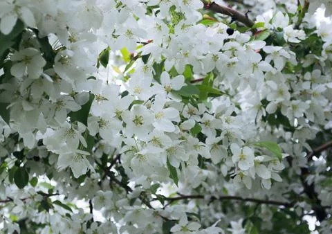 Close-up of white apple blossoms in spring Stock Photos