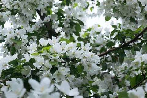 Close-up of white apple blossoms in spring Stock-Fotos