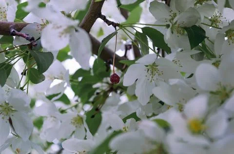 Close-up of white apple blossoms in spring Stock Photos