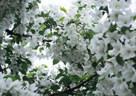 Close-up of white apple blossoms in spring Stock-Fotos