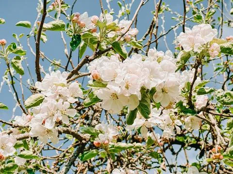 Close-Up of White Apple Blossoms in Spring Sunshine 写真素材