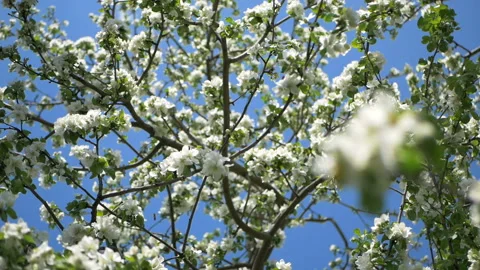 Close up for white apple flower buds on a branch. Closeup on flowering bloom of Stock Footage 107723979