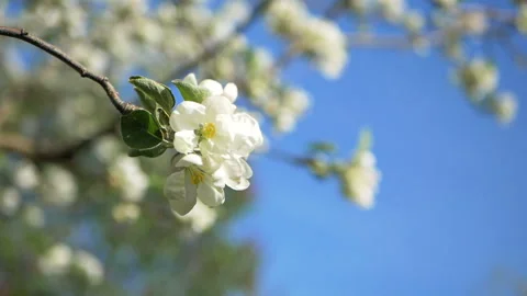 Close up for white apple flower buds on a branch. Closeup on flowering bloom of Stock Footage 107724090