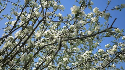 Close up for white apple flower buds on a branch. Closeup on flowering bloom of Video stock 107724270
