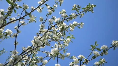 Close up for white apple flower buds on a branch. Closeup on flowering bloom of Stock Footage 107724554