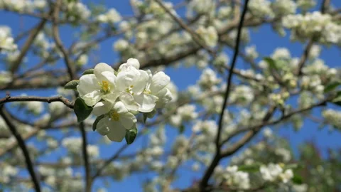 Close up for white apple flower buds on a branch. Closeup on flowering bloom of Stock Footage 107724975