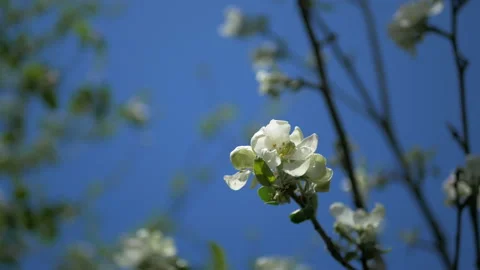 Close up for white apple flower buds on a branch. Closeup on flowering bloom of Stock Footage 107725128