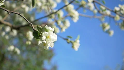 Close up for white apple flower buds on a branch. Closeup on flowering bloom of Stock Footage 107775655