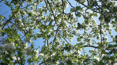 Close up for white apple flower buds on a branch. Closeup on flowering bloom of Stock Footage 107775902