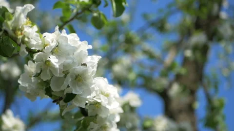 Close up for white apple flower buds on a branch. Closeup on flowering bloom of Stock Footage 107776018