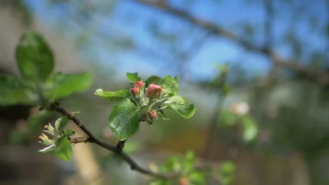 Close up for white apple flower buds on a branch. Closeup on flowering bloom of Stock Footage 107776154