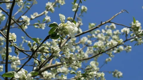Close up for white apple flower buds on a branch. Closeup on flowering bloom of Stock Footage 107776324