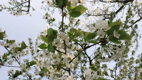 Close up for white apple flower buds on a branch Stock Footage 113325926