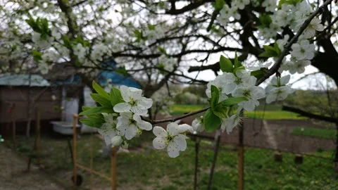 Close up for white apple flower buds on a branch Stock Footage 113354013