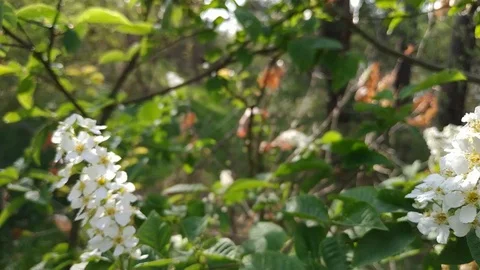 Close up for white apple flower buds on a branch Stock Footage 123655948