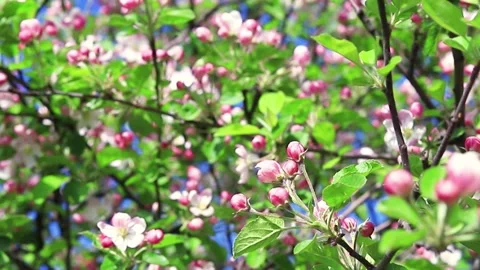 Close up for white apple flower buds on a branch. Closeup on flowering bloom of Video stock 130637664