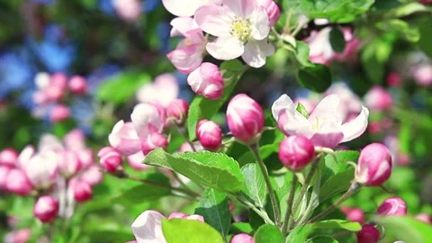 Close up for white apple flower buds on a branch. Closeup on flowering bloom of Stock Footage 130637717
