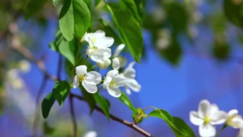 Close up of white apple tree blossoms swaying gently in the summer breeze Stock Footage 347061879