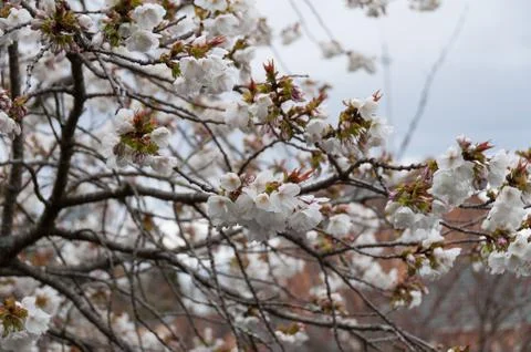 Close up of white apple tree flowers. Spring floral nature background Stock Photos