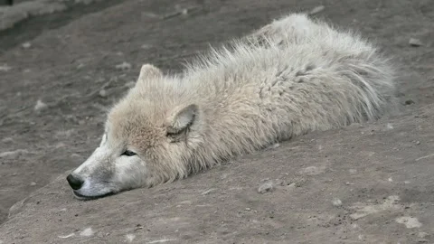 Close-up of a white arctic wolf resting on the ground. Stock Footage 331125473