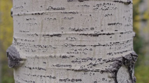 Close up of white aspen tree bark and yellow fall colors behind Stock Footage 127462706