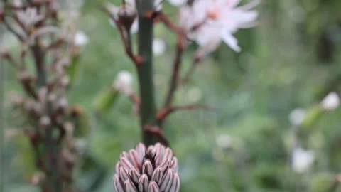 Close Up of White Asphodel Flower Stem in Nature 動画素材 343799765