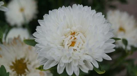 Close-up of a white aster flower Stock Photos