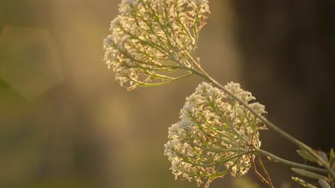 Close up of White Australian Native Flowers blowing in breeze Stock Footage 149717028