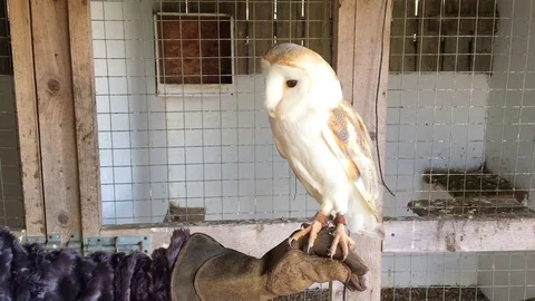 Close Up of White Barn Owl being held on a gloved hand Stock-Footage 73056776