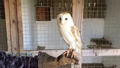 Close Up of White Barn Owl being held on a gloved hand Stock-Footage 73182110
