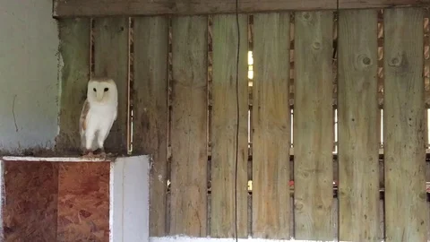 Close Up of White Barn Owl Bobbing his head in Bird Hide Stock-Footage 73056768