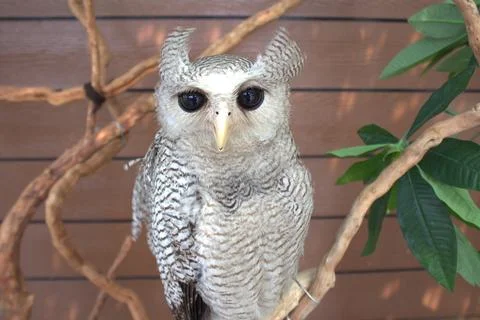 Close up of white barred eagle owl perching on tree branch Stock Photos