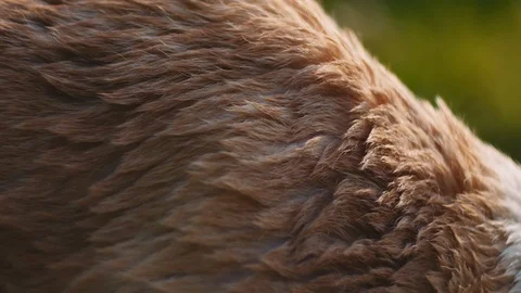 Close up of white Beagle-Labrador mix dog's fur. Stock Footage 127119416