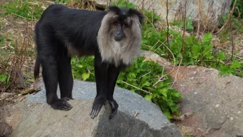 Close up of a white bearded monkey  Stock Footage 270622107