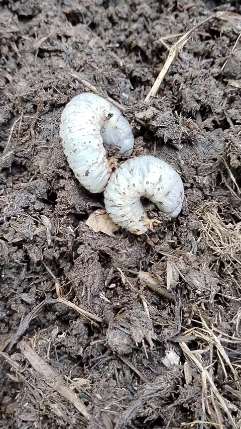 Close-up of white beetle grubs (scarab larvae) in organic compost soil. Detailed Stock Footage 340116958