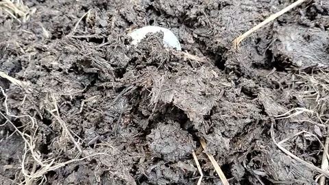 Close-up of white beetle grubs (scarab larvae) in organic compost soil. Detailed Video stock 340116961